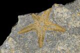 Two Ordovician Starfish (Petraster?) Fossils - Morocco #180858-2